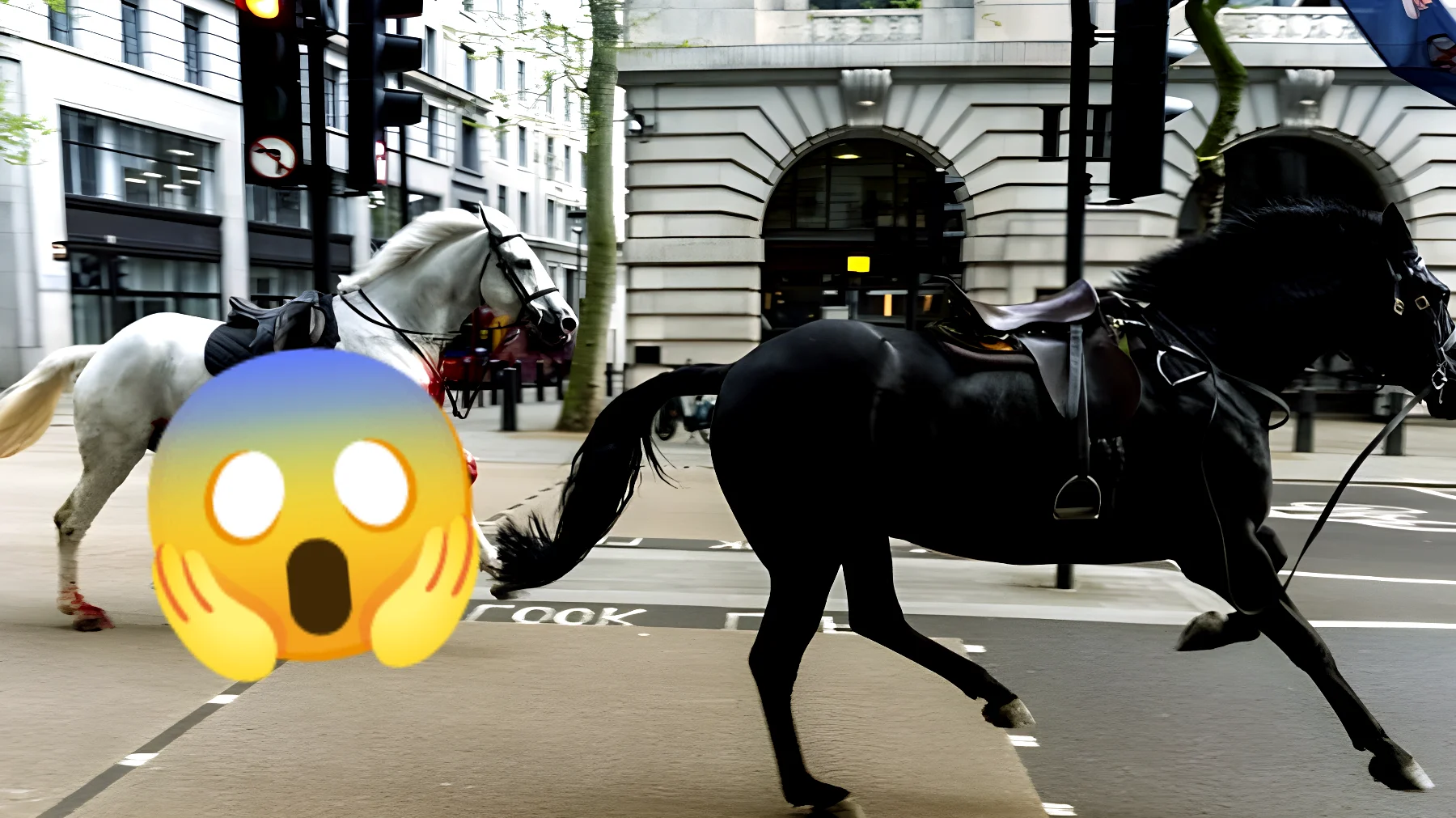 Panico a Londra: cavalli di Buckingham Palace in fuga seminano terrore. Uno di loro cosparso di sangue
